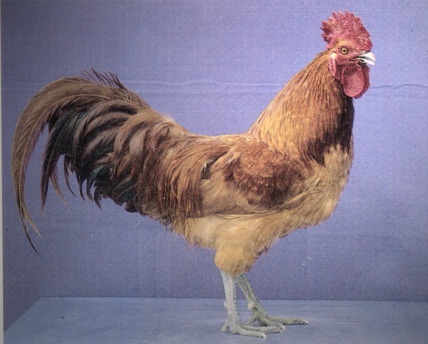 老公鸡的鸡冠有毒吗?