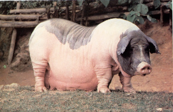 主题:你所不知道的茂名特产