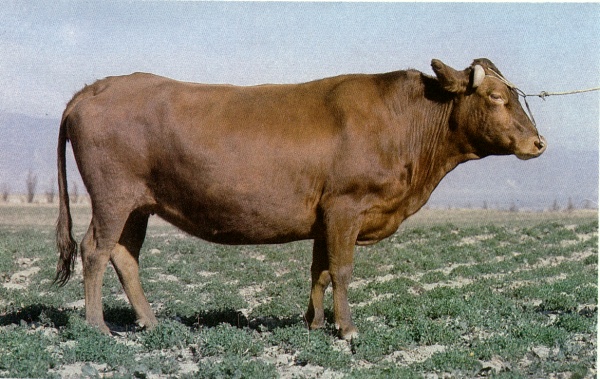 牛品种资源-1
