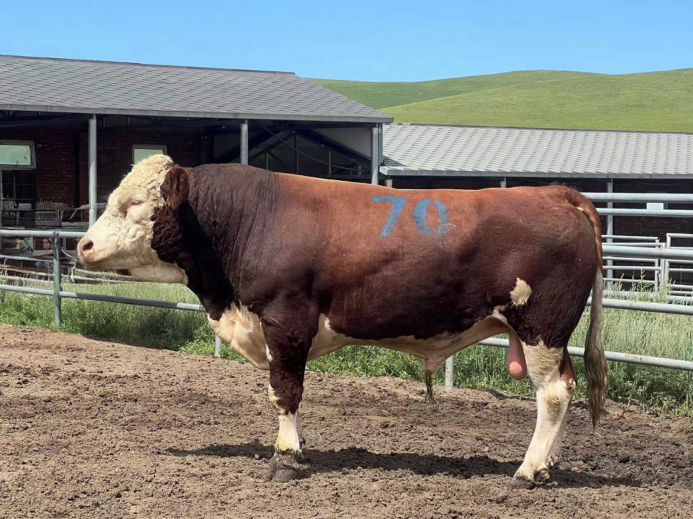 6889e14c76da2.png 6889e14c76da2.png