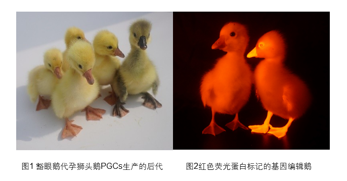 6a84fd9239a5c.png